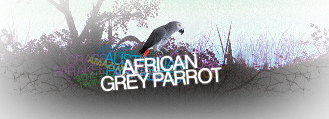 African Grey Parrots