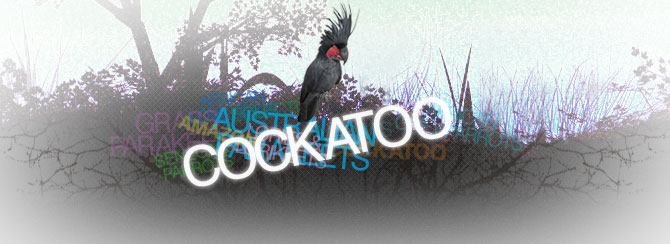 Cockatoo