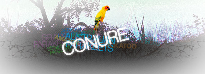 Conures