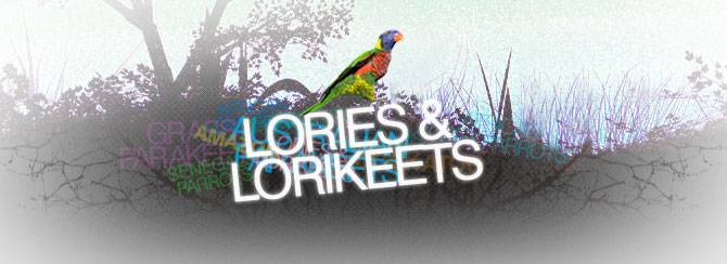 Lories & Lorikeets