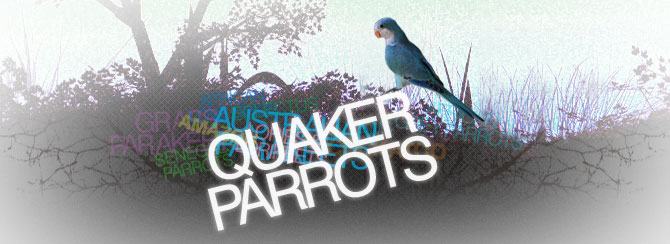 Quaker Parrots