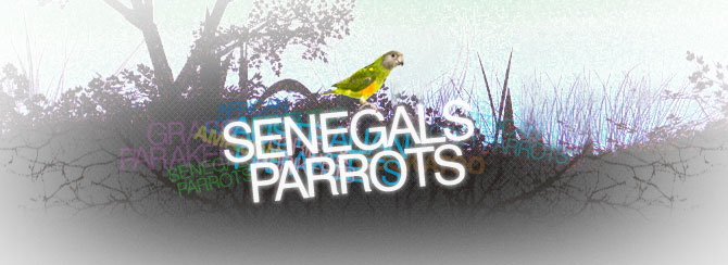 Senegals Parrots