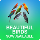 Beautiful Birds