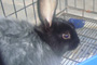 Angora Rabbit