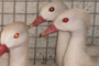 Albino Mandarin & Carolina Wood Duck 